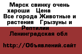 Марск свинку очень хароши › Цена ­ 2 000 - Все города Животные и растения » Грызуны и Рептилии   . Ленинградская обл.